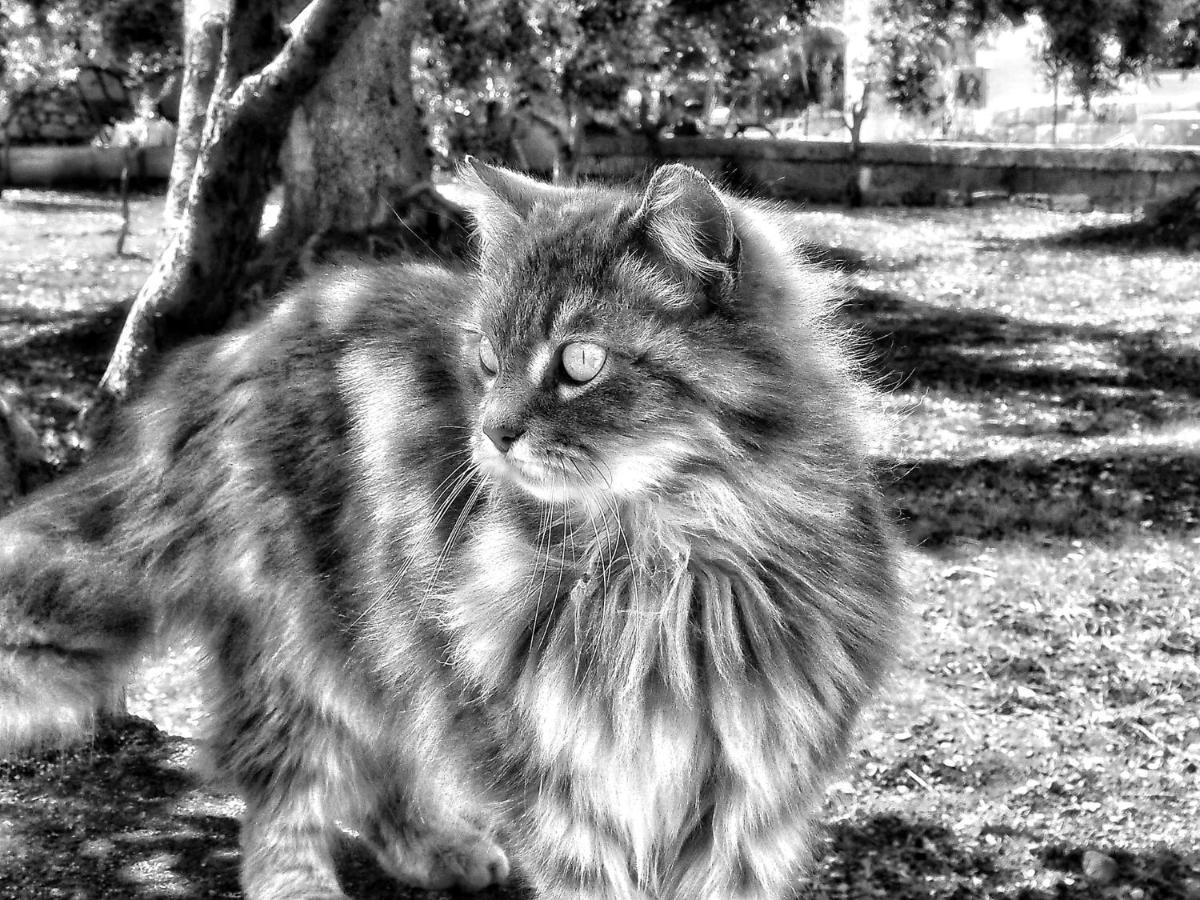 La Cummersa Del Gatto 로코로톤도 외부 사진